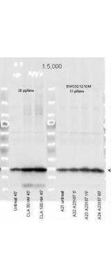 Western Blot: MRCL3 [p Ser19, p Ser20] Antibody [NB100-1687]